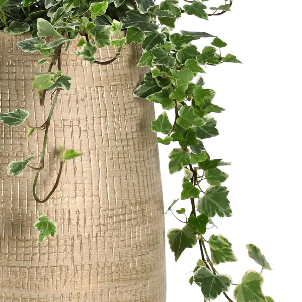 HEDERA IN OKSINO PLANTER - هيديرا في حوض أوكسينو