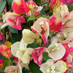 BOUGAINVILLEA TUSCANY LARGE جهنمية (مجنونة) توسكانى