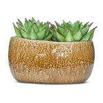ECHEVERIA IN CARAMEL CERAMIC PLANTER - إشفيريا في حوض الكاراميل من السيراميك