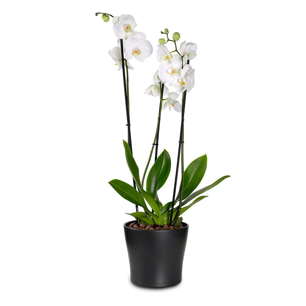 ORCHIDS IN DETROIT BLACK PLANTER - الأوركيد في حوض ديترويت الأسود