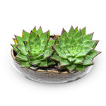 ECHEVERIA IN CARAMEL CERAMIC PLANTER - إشفيريا في حوض الكاراميل من السيراميك