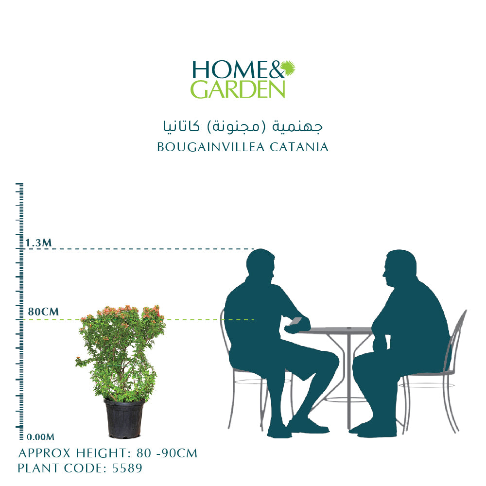 BOUGAINVILLEA CATANIA جهنمية (مجنونة) كاتانيا