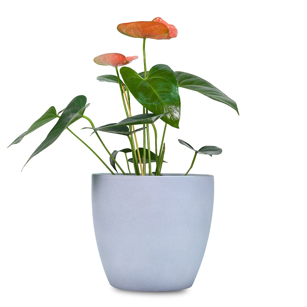ANTHURIUM IN GREY POT - أنثوريوم في حوض رمادي