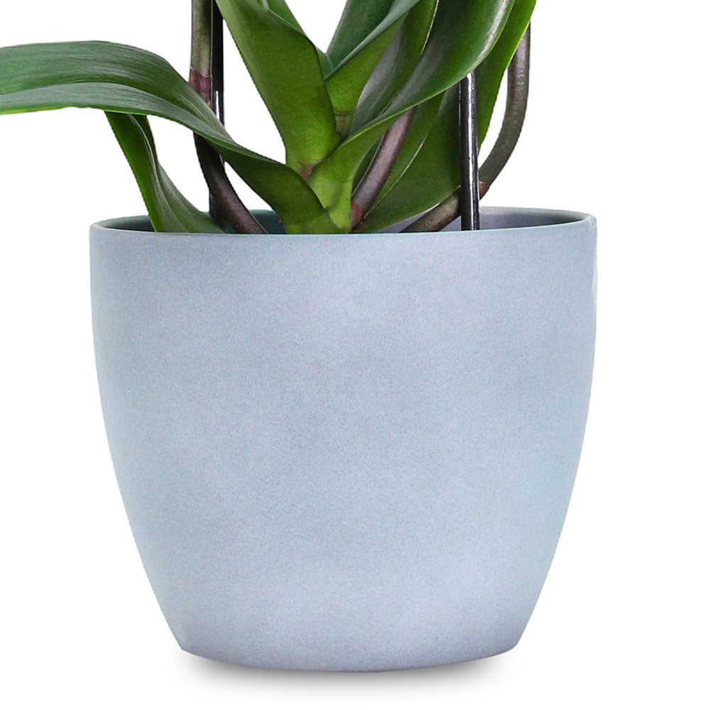 PINK ORCHID IN GREY POT - أوركيد وردي في حوض رمادي
