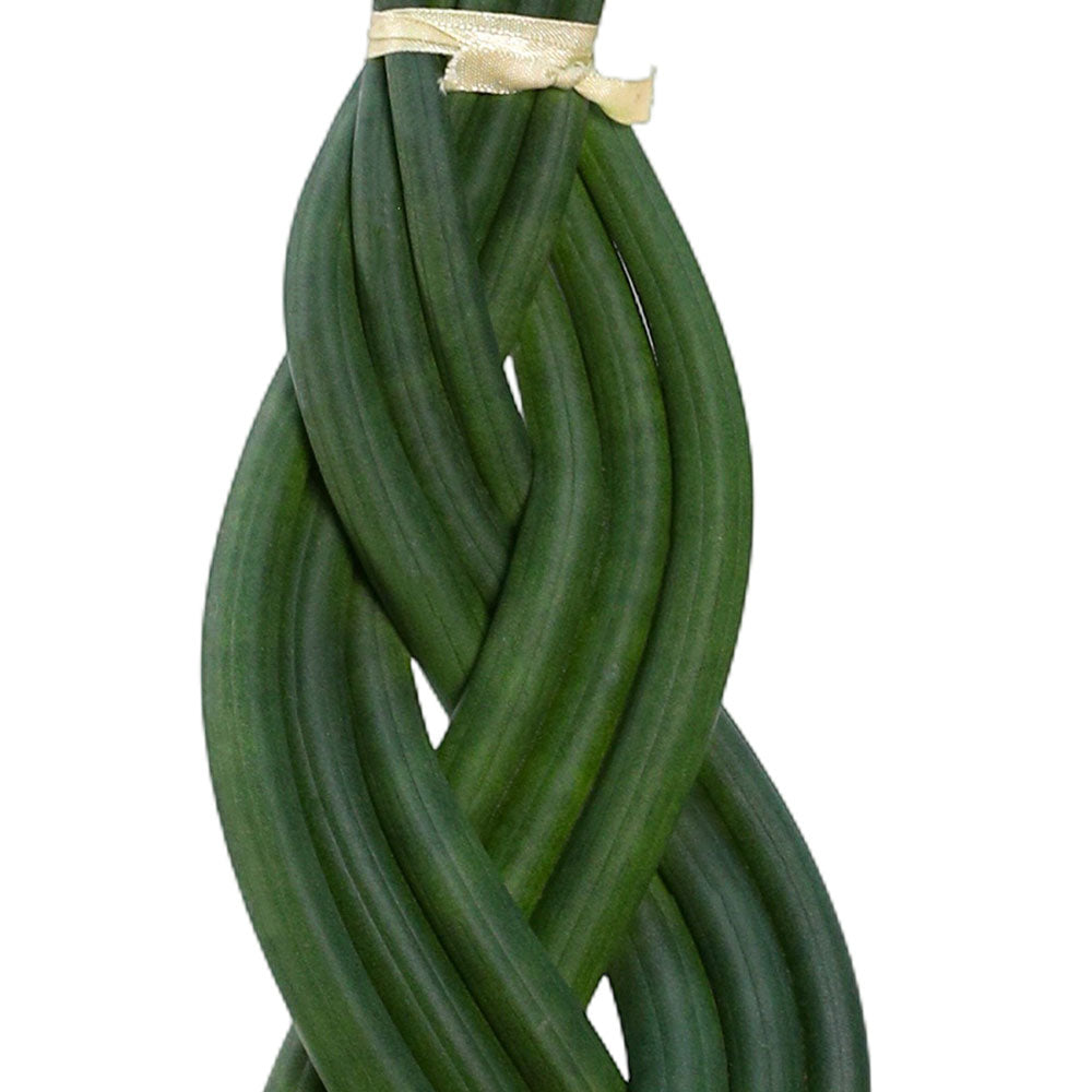 SANSEVERIA CYLINDRICA TWISTER IN GREY POT - سانسيفيريا أسطوانية تويستر في حوض رمادي