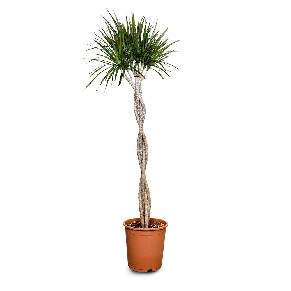 DRACAENA MARGINATA BRAIDED