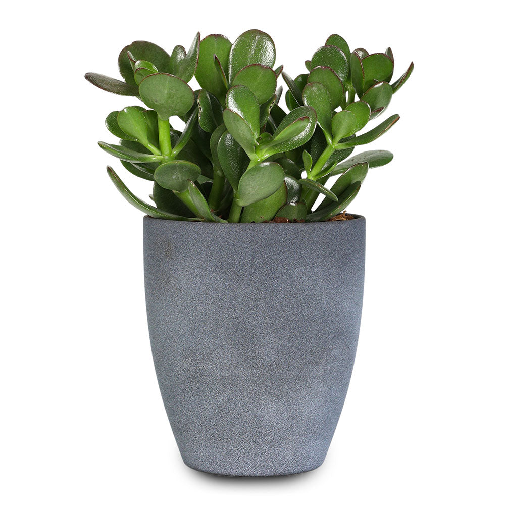 CRASSULA OVATA IN GREY PLANTER - كراسولا أوفاتا في حوض رمادي