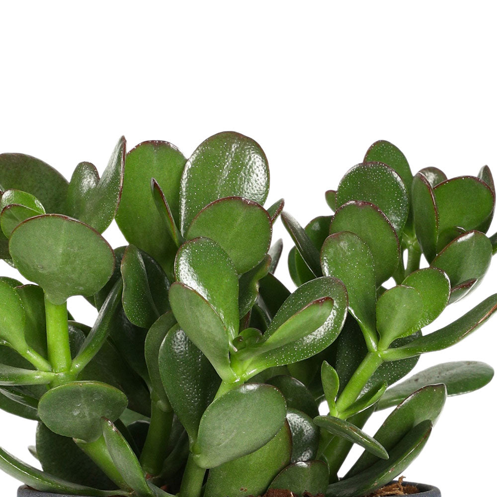 CRASSULA OVATA IN GREY PLANTER - كراسولا أوفاتا في حوض رمادي