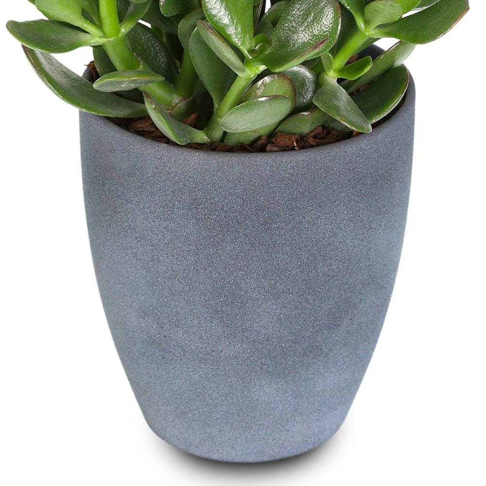 CRASSULA OVATA IN GREY PLANTER - كراسولا أوفاتا في حوض رمادي