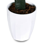 CACTUS IN HOUSTON POT - صبار في حوض هيوستن