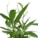 SPATHIPHYLLUM IN GLACIER BLUE PLANTER - سباثيفيلوم في حوض أزرق