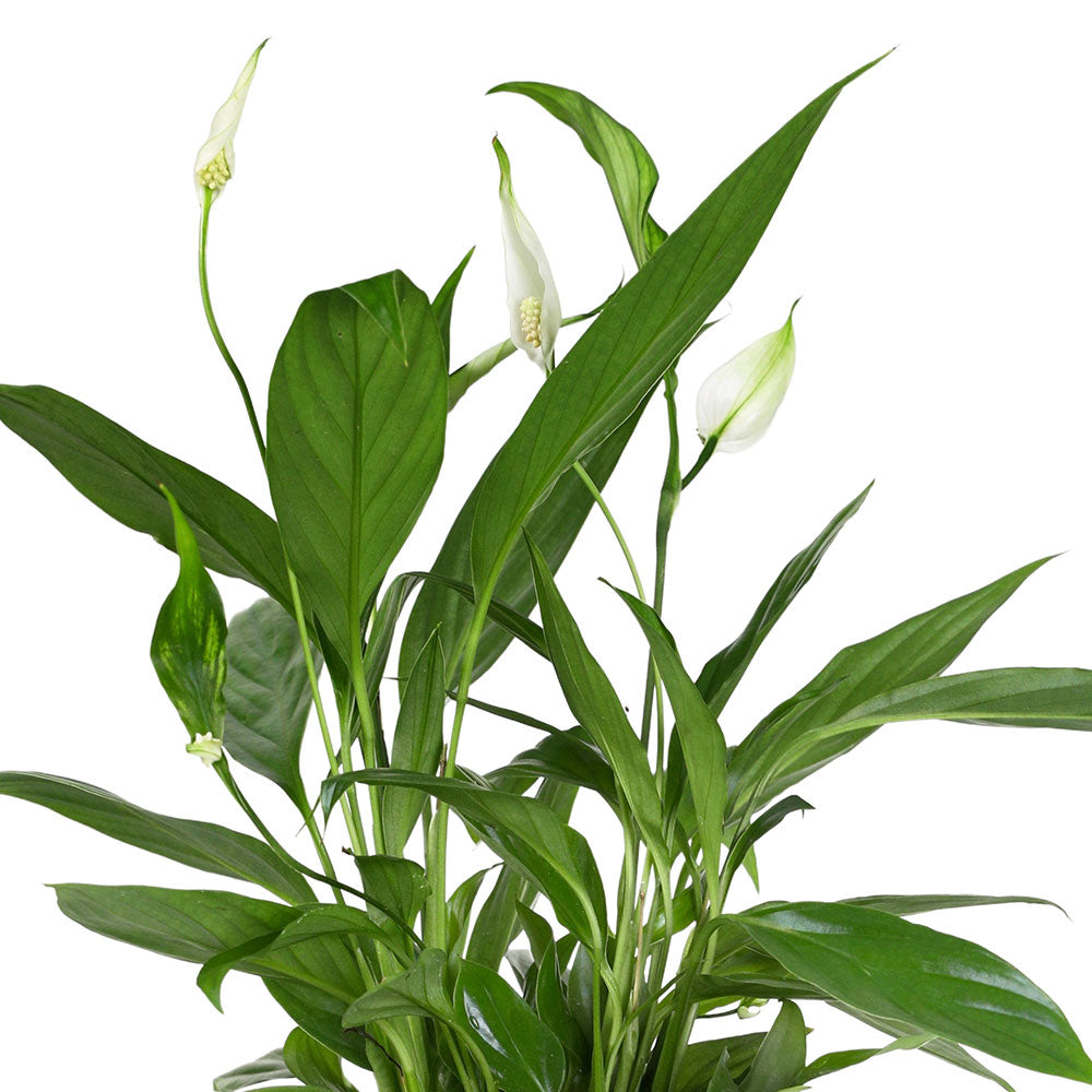 SPATHIPHYLLUM IN GLACIER BLUE PLANTER - سباثيفيلوم في حوض أزرق