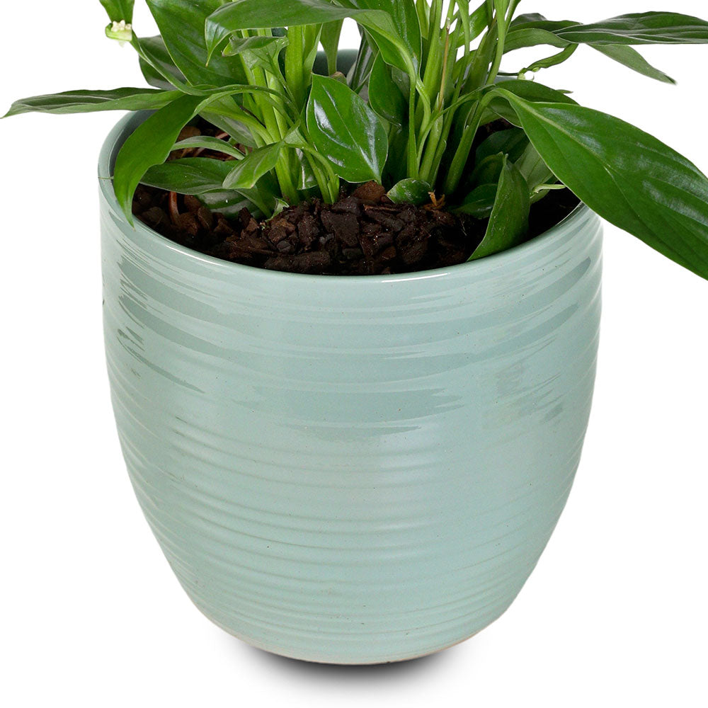 SPATHIPHYLLUM IN GLACIER BLUE PLANTER - سباثيفيلوم في حوض أزرق
