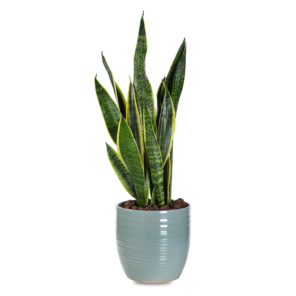 SANSEVIERIA IN GREEN POT