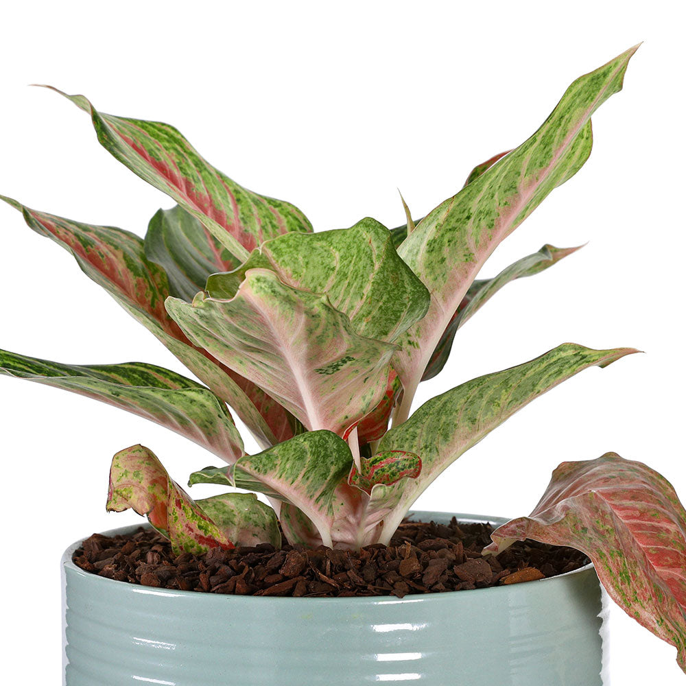 AZURE BLISS AGLAONEMA - أجلونيما
