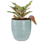 AZURE BLISS AGLAONEMA - أجلونيما