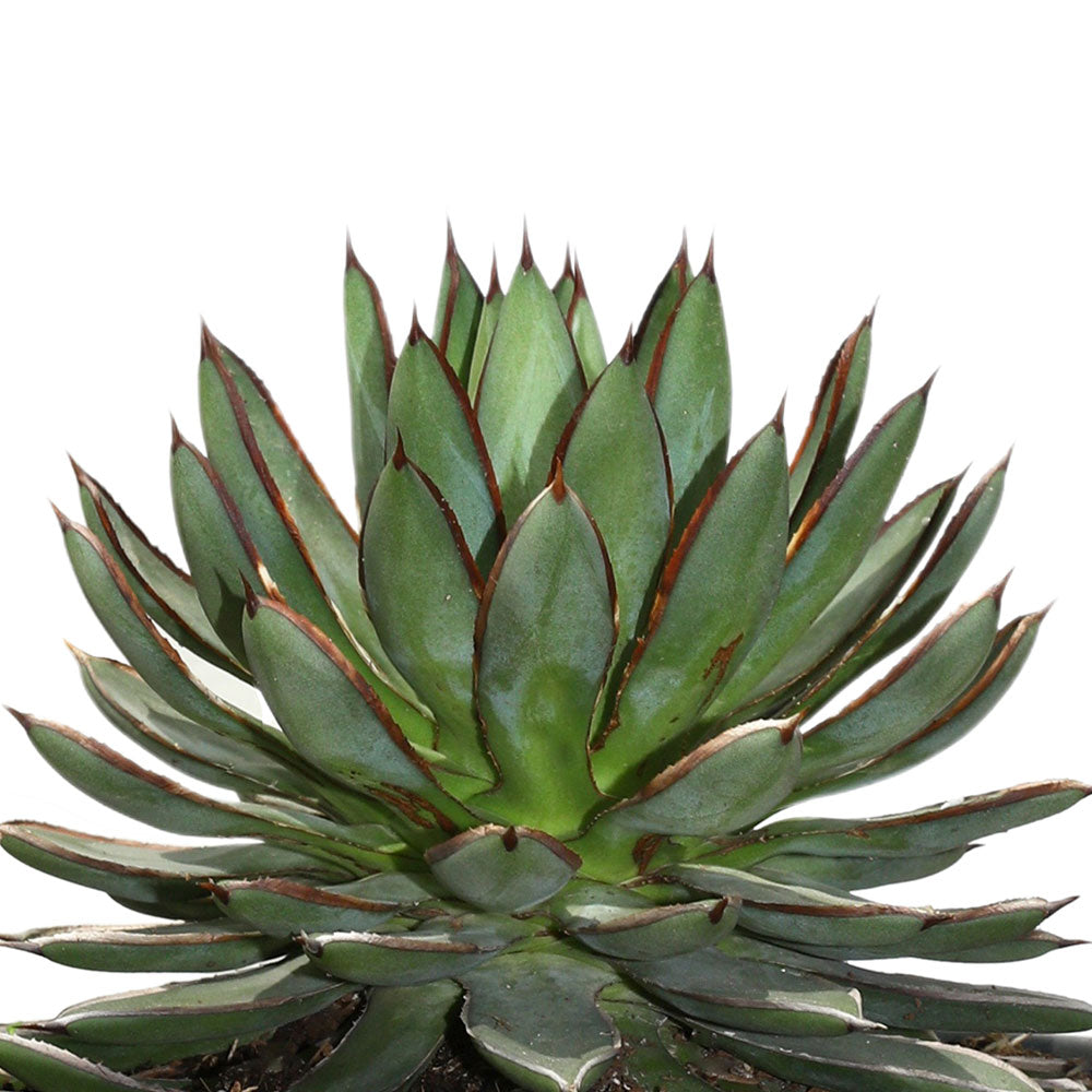 AGAVE BURNT BURGUNDY - أجاف