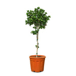 CARISSA MACROCARPA GRANDIFLORA - كاريسا ماكروكاربا غرانديفلورا