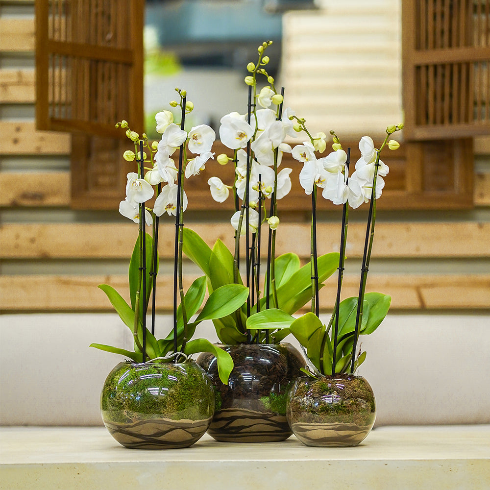 SET OF 3 WHITE ORCHIDS IN GLASS POT - مجموعة من ٣ زهور الأوركيد في وعاء زجاجي