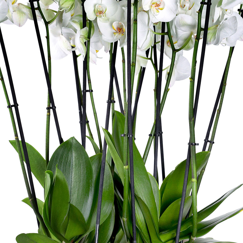 ORCHIDS IN AMIENS BROWN BOWL - أوركيد في حوض أميان البني