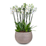ORCHIDS IN AMIENS BROWN BOWL - أوركيد في حوض أميان البني