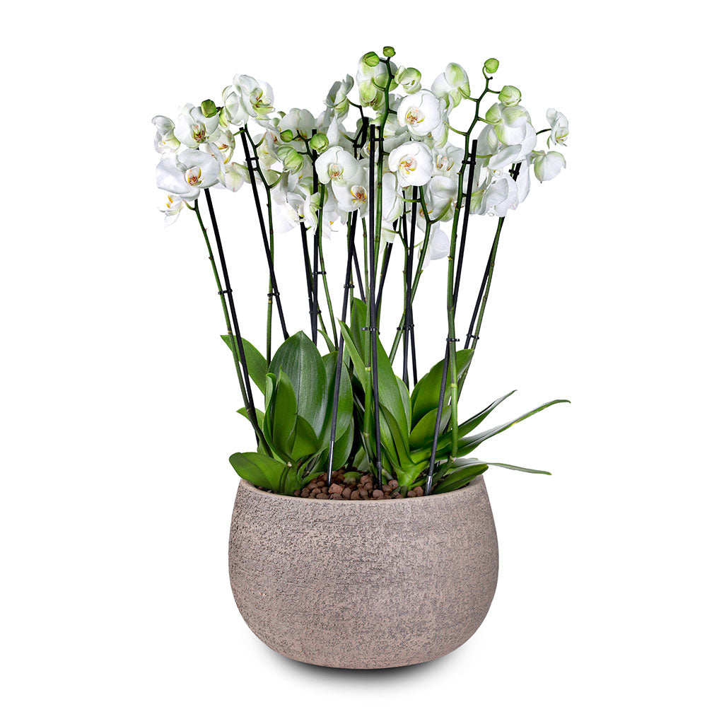 ORCHIDS IN AMIENS BROWN BOWL - أوركيد في حوض أميان البني