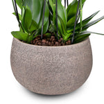 ORCHIDS IN AMIENS BROWN BOWL - أوركيد في حوض أميان البني