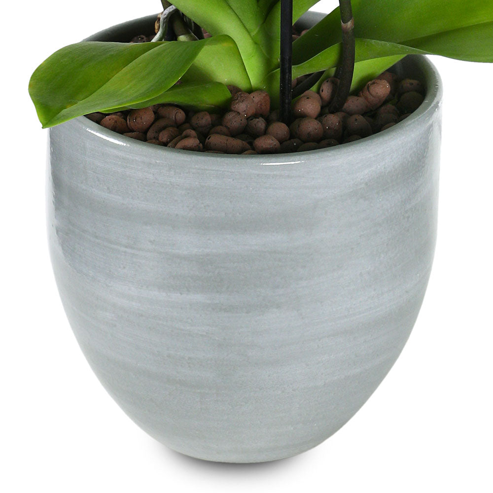 ORCHIDS IN GERA LIGHT POT - الأوركيد في حوض جيرا