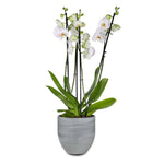 ORCHIDS IN GERA LIGHT POT - الأوركيد في حوض جيرا