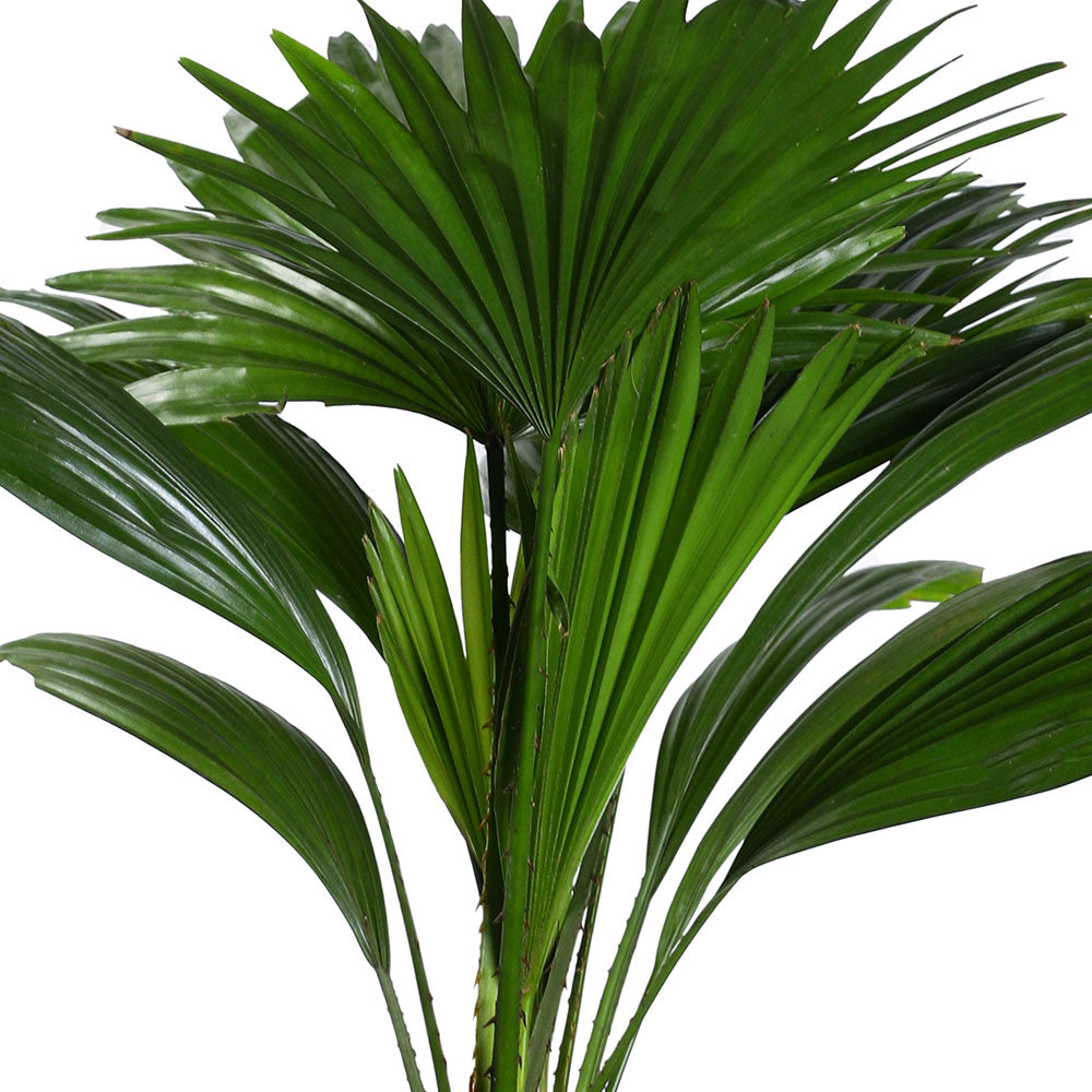 LIVISTONIA IN DORTMUND POT