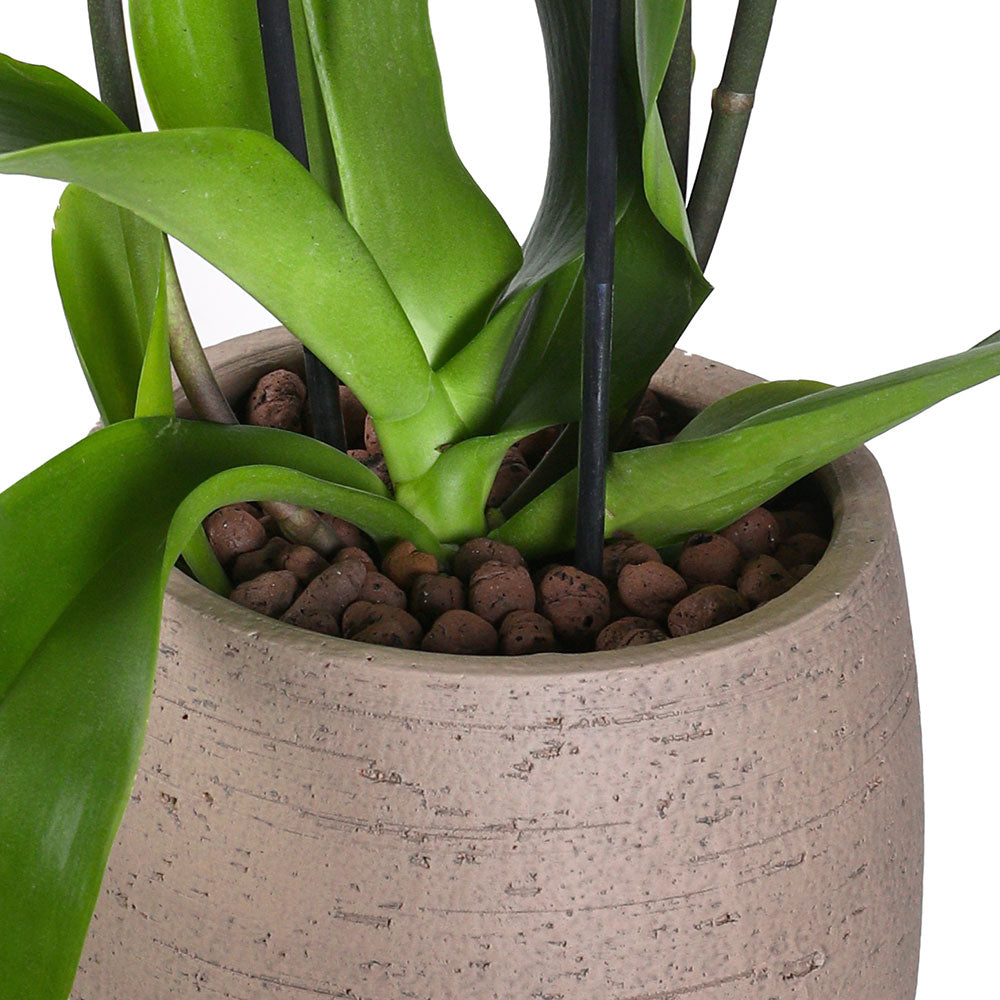 ORCHIDS IN AMIENS PLANTER