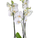 ORCHIDS IN AMIENS PLANTER