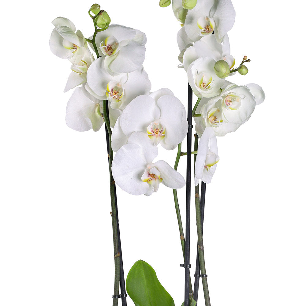 ORCHIDS IN AMIENS PLANTER