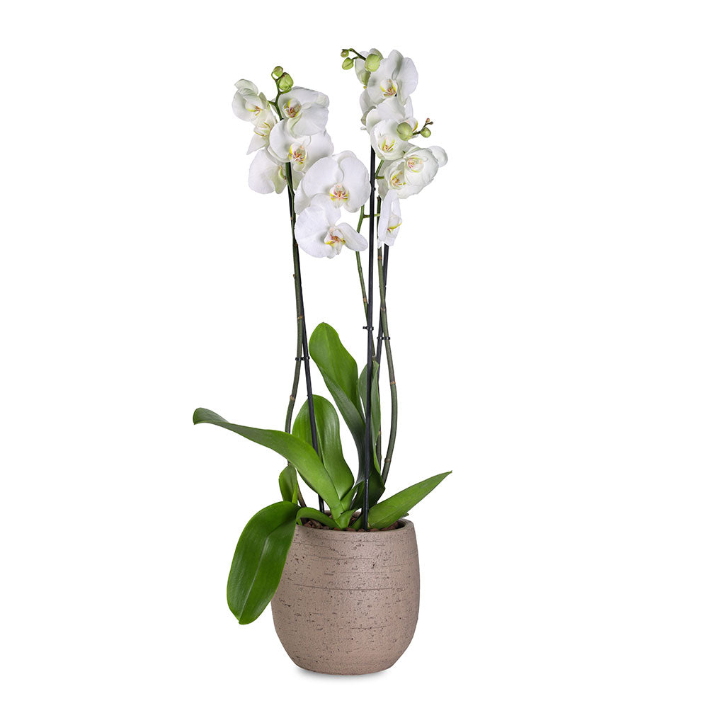 ORCHIDS IN AMIENS PLANTER