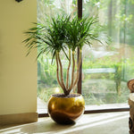 DRACAENA DRACO BRANCHED IN MAPUTO HONEY GRADIENT POT دراسينا دراكو المتفرعه في حوض مابوتو