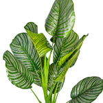 ARTIFICIAL CALATHEA GREEN PLANT- كالاثيا صناعى