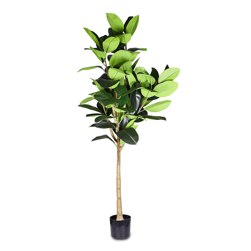 ARTIFICIAL FICUS ELASTICA PLANT - نبات فيكس المطاط الصناعي