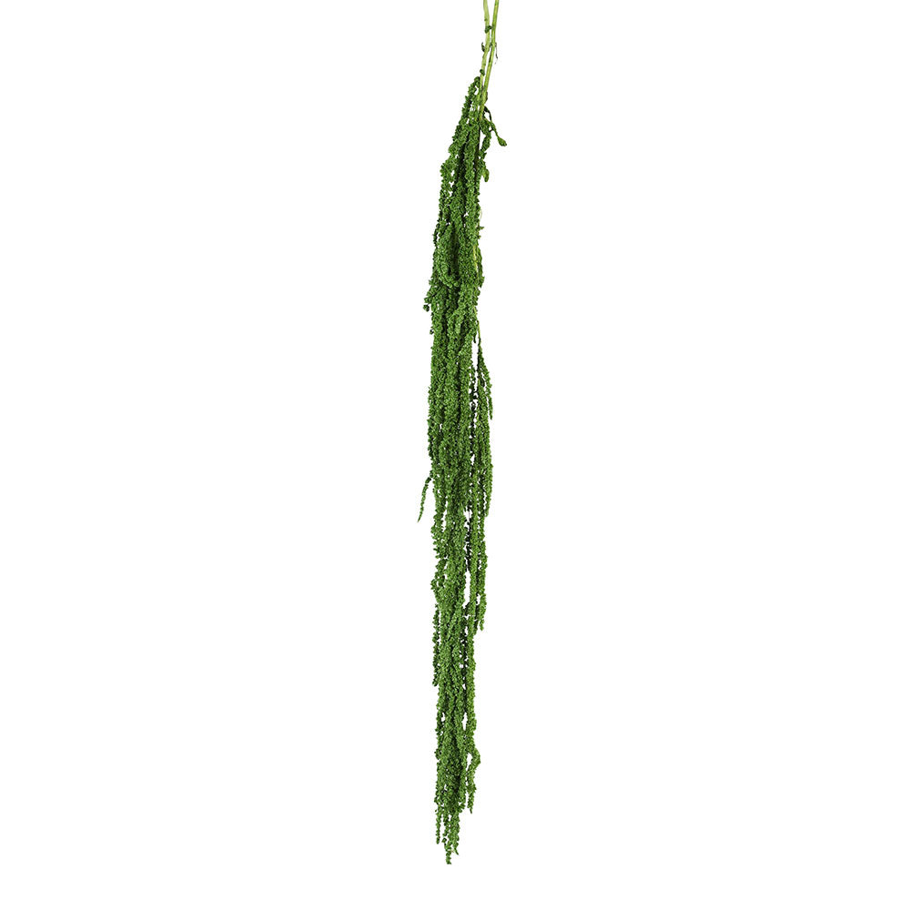 PRESERVED AMARANTHUS - أمارانثوس المحنطة