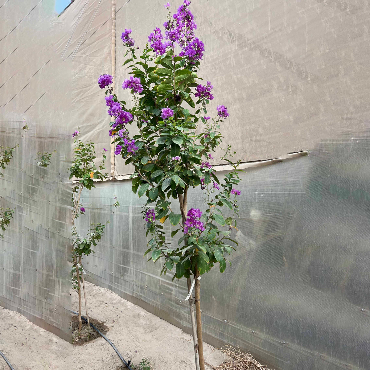 LAGERSTROEMIA INDICA (CREPE MYRTLE) لاجستروميا (تمر حنا)