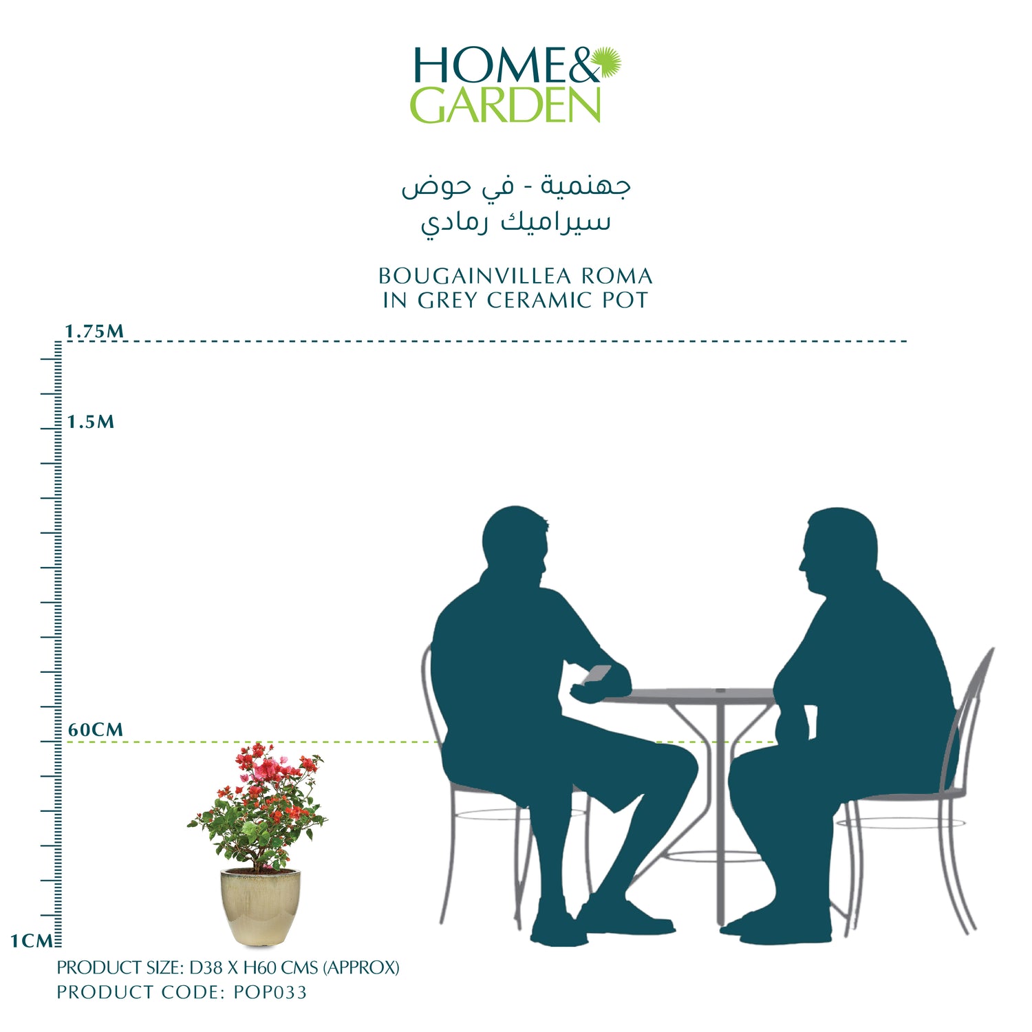 BOUGAINVILLEA ROMA IN GREY CERAMIC POT - جهنمية - في حوض سيراميك رمادي