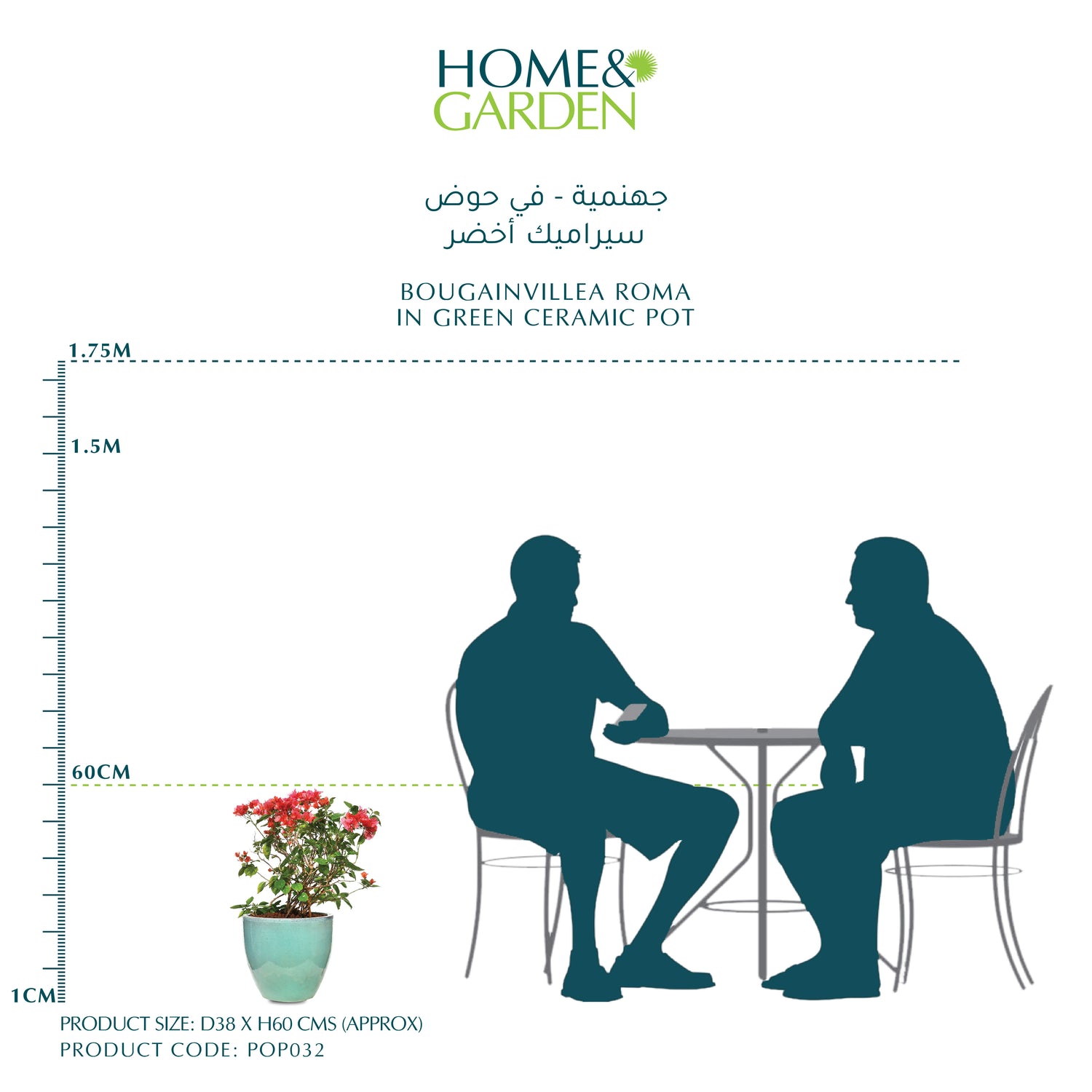 BOUGAINVILLEA ROMA IN GREEN CERAMIC POT - جهنمية - في حوض سيراميك أخضر