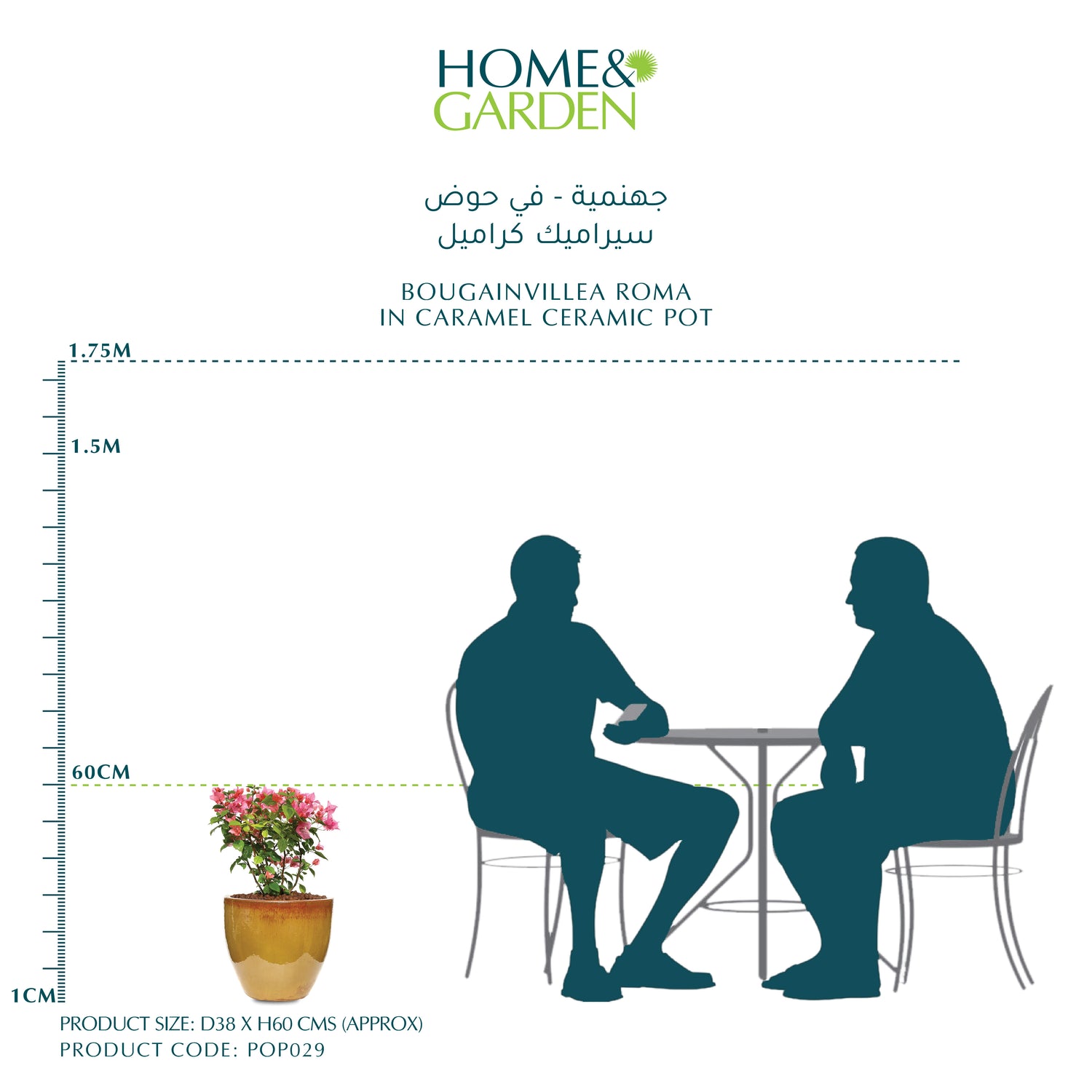 BOUGAINVILLEA ROMA IN CARAMEL CERAMIC POT - جهنمية - في حوض سيراميك كراميل