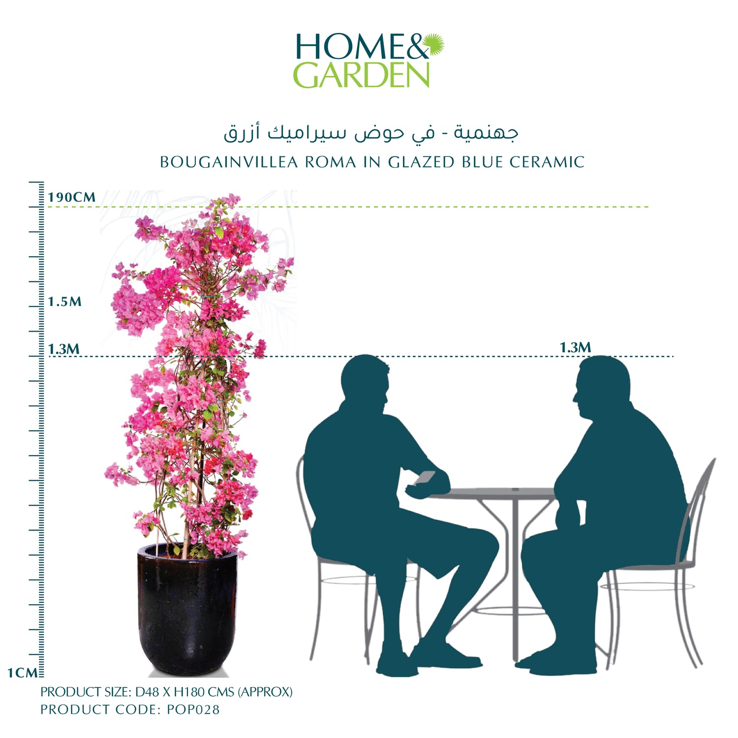 BOUGAINVILLEA ROMA IN GLAZED BLUE CERAMIC - جهنمية - في حوض سيراميك أزرق