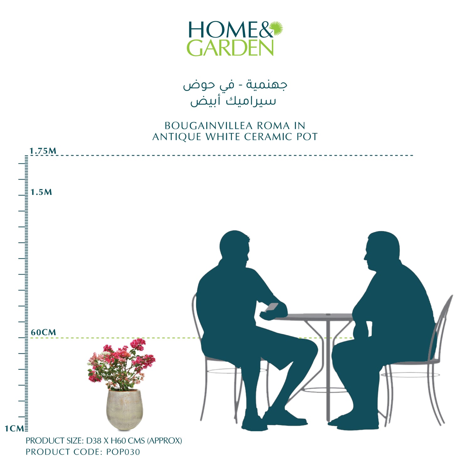 BOUGAINVILLEA ROMA IN ANTIQUE WHITE CERAMIC POT - جهنمية - في حوض سيراميك أبيض