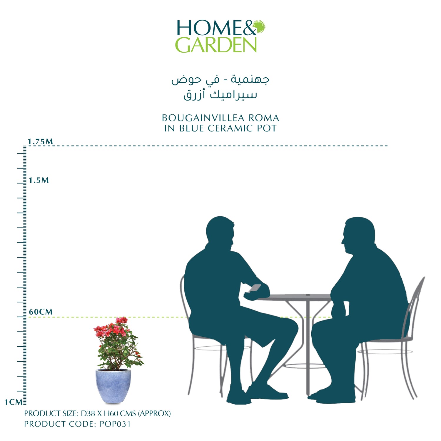 BOUGAINVILLEA ROMA IN BLUE CERAMIC POT - جهنمية - في حوض سيراميك أزرق