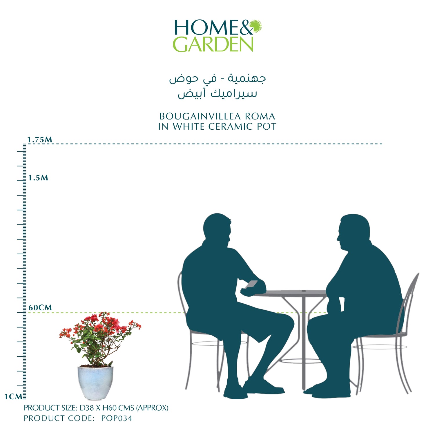 BOUGAINVILLEA ROMA IN WHITE CERAMIC POT - جهنمية - في حوض سيراميك أبيض