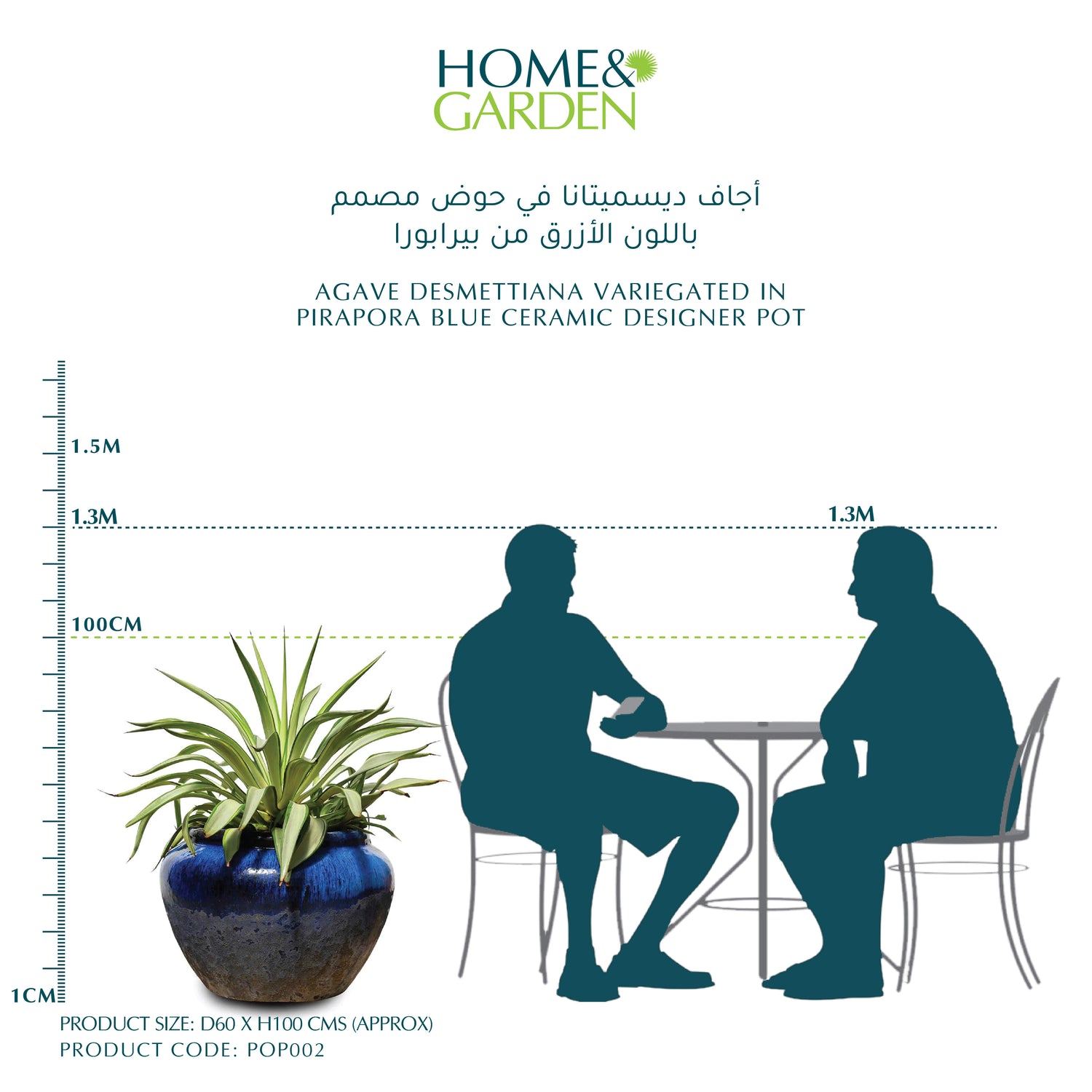 AGAVE DESMETTIANA VARIEGATED IN PIRAPORA BLUE CERAMIC DESIGNER POT - أجاف ديسميتانا في حوض مصمم باللون الأزرق من بيرابورا