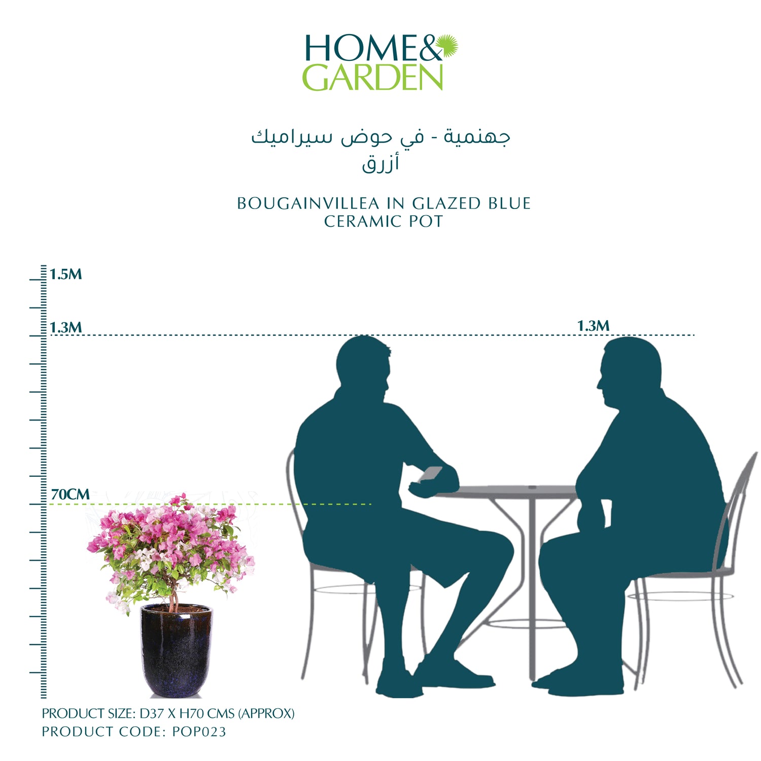 BOUGAINVILLEA IN GLAZED BLUE CERAMIC POT - جهنمية - في حوض سيراميك أزرق