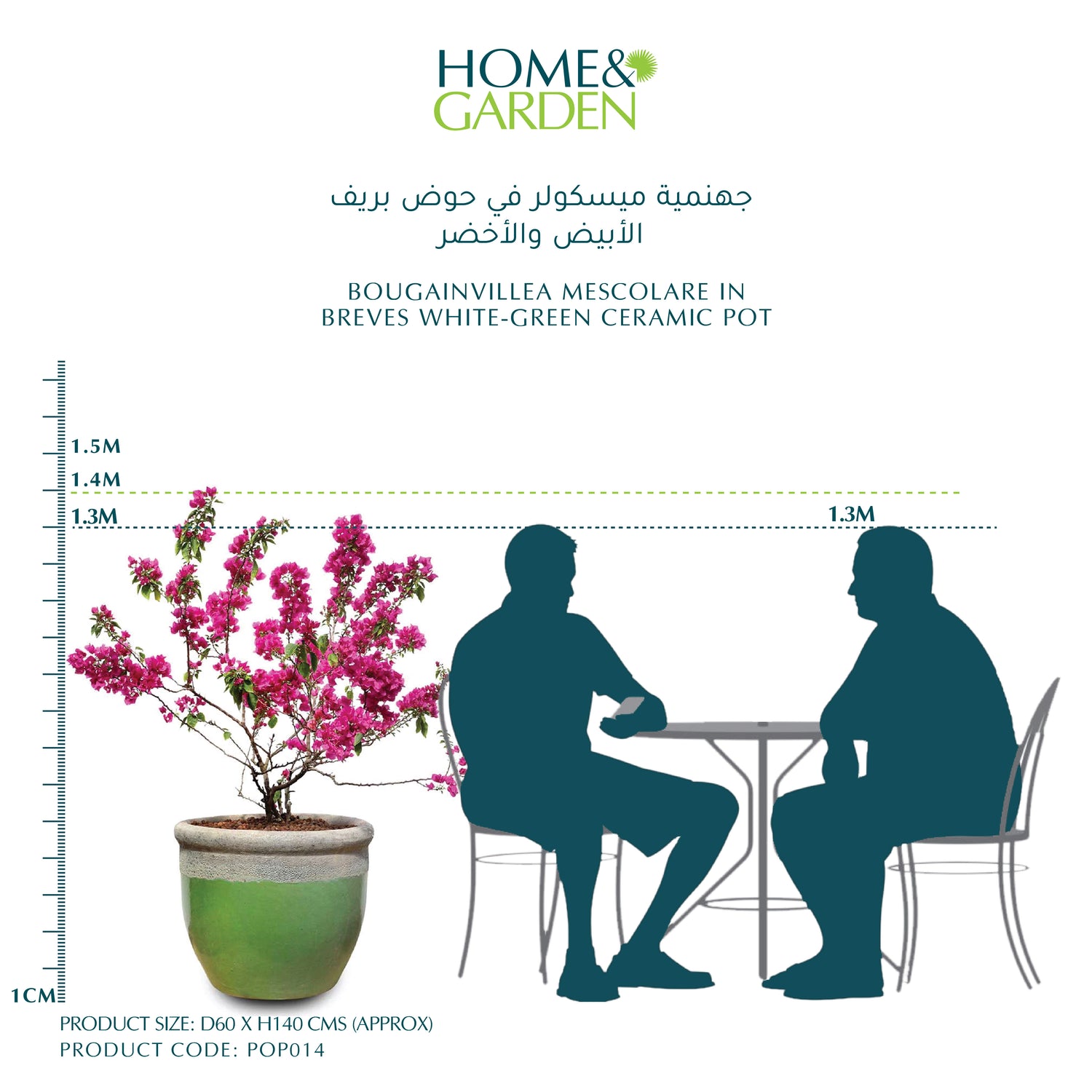 BOUGAINVILLEA MESCOLARE IN BREVES WHITE-GREEN CERAMIC POT - جهنمية ميسكولر في حوض بريف الأبيض والأخضر