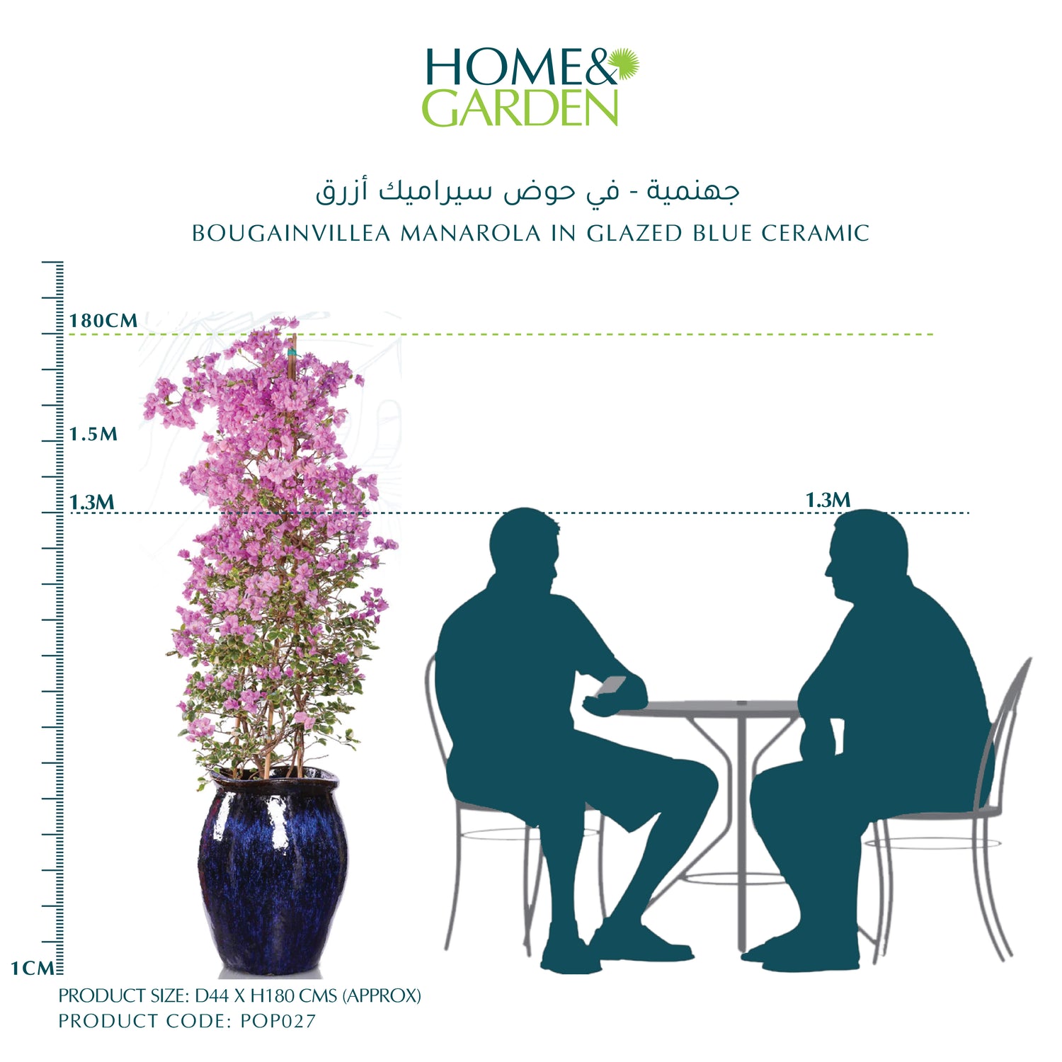 BOUGAINVILLEA MANAROLA IN GLAZED BLUE CERAMIC - جهنمية - في حوض سيراميك أزرق